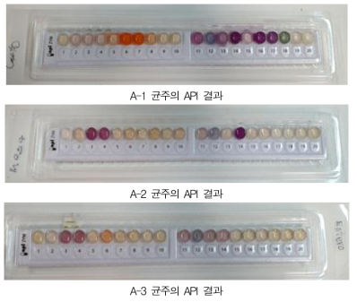 친환경 발효 비료용 미생물 균주의 API ZYM 분석