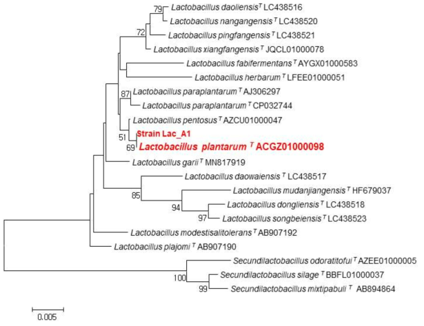 Lactobacillus plantarum A-1 균주의 계통학적 위치