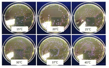 배양온도에 따른 Lactobacillus plantarum A-1의 생육도