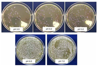 pH에 따른 Lactobacillus plantarum A-1의 생육도