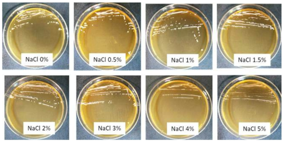 NaCl 농도에 따른 Lactobacillus plantarum A-1의 생육도