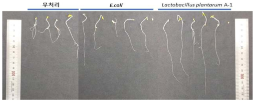 Lactobacillus plantarum A-1 균주의 오이 종자 발아 및 뿌리생장을 촉진능 검정