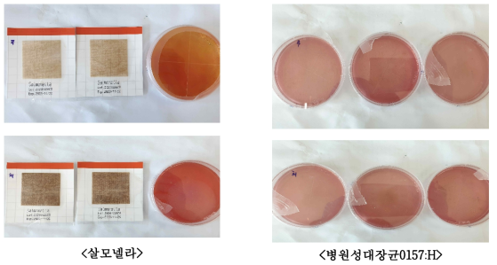 미생물제제 첨가 인삼부산물 퇴비에 대한 살모넬라 및 병원성대장균0157:H 검출 결과