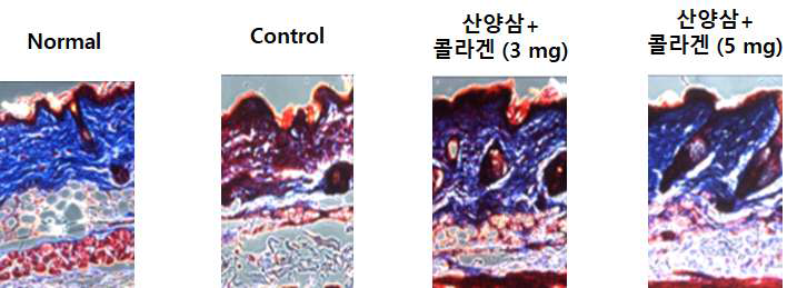 증숙 산양삼 투여에의한 콜라겐층 보호효과