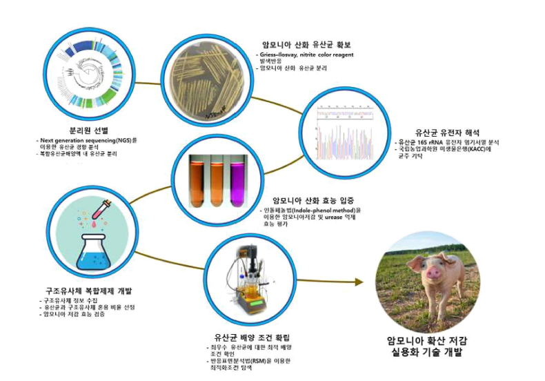 유산균을 이용한 암모니아 확산 방지 기술개발