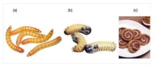 식용곤충 허가를 받은 고소애(갈색거저리 유충)(a)와 흰점박이꽃무지 유충(b), 시중에 판매중인 고소애 빵 제품(c)