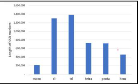 SSR 마커의 길이 분포
