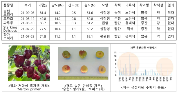 경도 50N이상 중만생종 자두 5종 선발