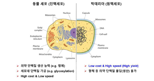 재조합 단백질 생산 시스템 비교