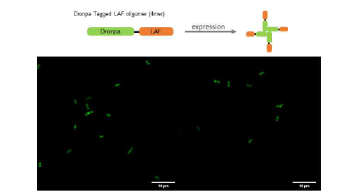 Dronpa Tagged LAF의 유전자 모식도와 tetramer 형성 모식도 (위), 박테리아 세포내에서 과발현된 Dronpa Tagged LAF oligomer 의 live cell confocal image (아래). scale bar = 10 um