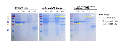 LAF-타겟 단백질의 단독 IPTG 발현 (좌), LAF 응축체 스캐폴드의 단독 arabinose 발현 (중간), LAF 응축체 스캐폴드 – LAF-타겟 단백질의 순차적 발현 (우)