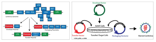 (왼쪽) 2세대 lentivirus system 디자인, (오른쪽) 2세대 lentivirus 제작 모식도