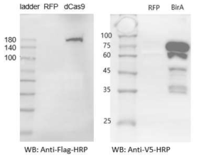 (왼쪽) dCas9의 Flag tag를 인식하는 Anti-Flag-HRP를 이용한 western blot 결과, (오른쪽) BirA의 V5 tag를 인식하는 Anti-V5-HRP를 이용한 western blot 결과