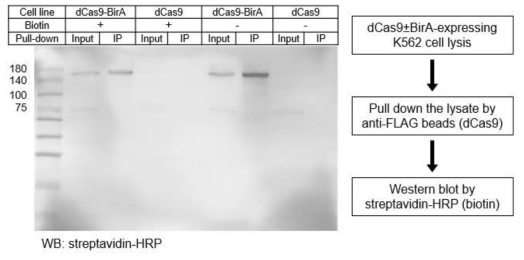 dCas9과 BirA가 모두 존재할 때 media에 biotin supplement가 없어도 특이적으로 biotinylation이 일어남을 보여주는 western blot 결과