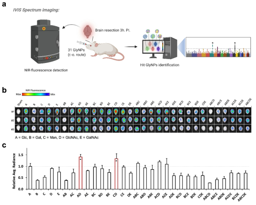 Systematic in vivo screening of the GlyNPs library