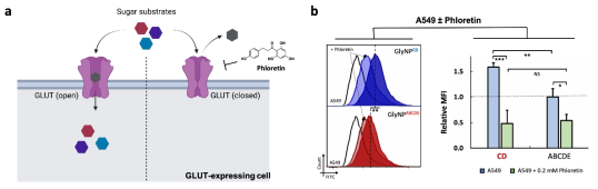 GlyNPCD effectively exploits GLUTs for cellular binding without the aid of Glc