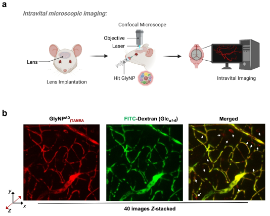 Intravital microscopic imaging and analysis in vivo confirms the BBB-penetration of GlyNPAD