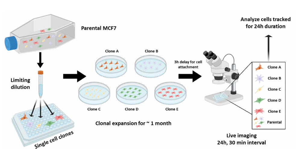 단일세포 클로닝을 통한 암의 형태적 이질성 수집 절차