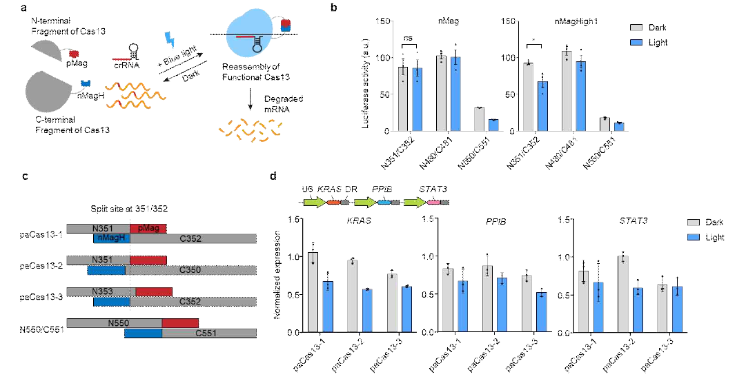 청색광에 의해 활성화되는 Cas13 조각의 RNA 분해능 확인