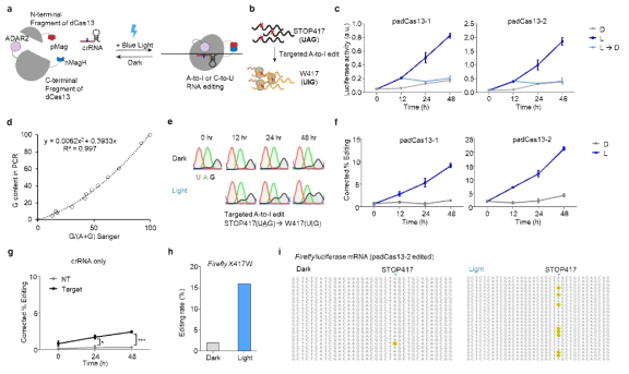 청색광에 의한 A-to-I RNA 편집기술 활성화