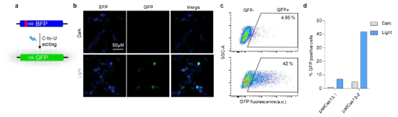 청색광에 의한 C-to-U RNA 편집기술 활성화