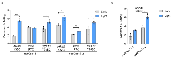 광유전학적으로 유도 가능한 endogenous RNA 편집