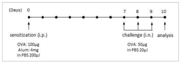OVA를 이용한 천식유도 방법