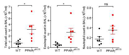 천식모델에서 WT과 PPARγ△EOS 마우스의 BAL 세포 수 비교