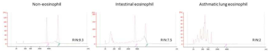 Eosinophil이 아닌 세포, 소장 eosinophil, 천식을 유도한 폐 eosinophil의 RNA integrity 비교