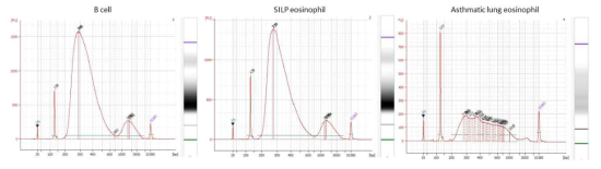 B cell, 소장 eosinophil, 천식을 유도한 폐 eosinophil cDNA library 비교