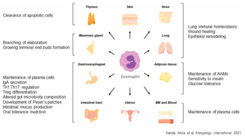 다양한 장기 내 regulatory eosinophil의 기능