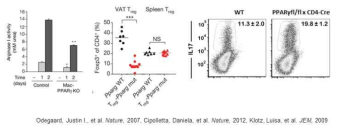 Macrophage, Treg, Th17이 발현하는 PPARγ의 기능