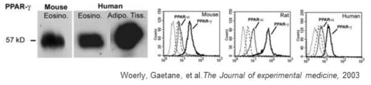 Mouse, rat, human eosinophil에서의 PPARγ 발현