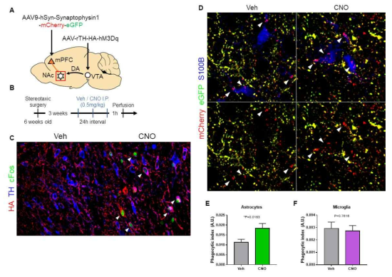 도파민의 분비가 성상세포의 포식작용을 증가시킴. A. 실험의 설계는 다음과 같다. 도파민성 신경세포가 위치한 VTA (Ventral tegmental area)에 화학유전학적 수용체인 hM3Dq를 도파민성 신경세포 특이적으로 발현시키고, NAc (Nucleus accumbens)에 존재하는 presynapse에 포식작용 reporter인 mCherry-eGFP를 표지하였음. B. 그 후, hM3Dq의 길항제로 작용하는 CNO를 주사하여 도파민성 신경세포를 흥분시킨 뒤, 신경교세포의 포식작용을 관측하였음. C. CNO를 주사하였을 때, cFos의 발현을 immunohistochemistry를 통해 분석하였음. D. 성상세포(S100B)의 내부에 포식작용을 통해 제거된 시냅스(흰색 화살표)가 존재하는 것을 확인하였음. E-F. 도파민의 분비에 의한 성상세포의 포식작용이 증가하였으며, 미세아교세포의 포식작용에는 변화가 없음