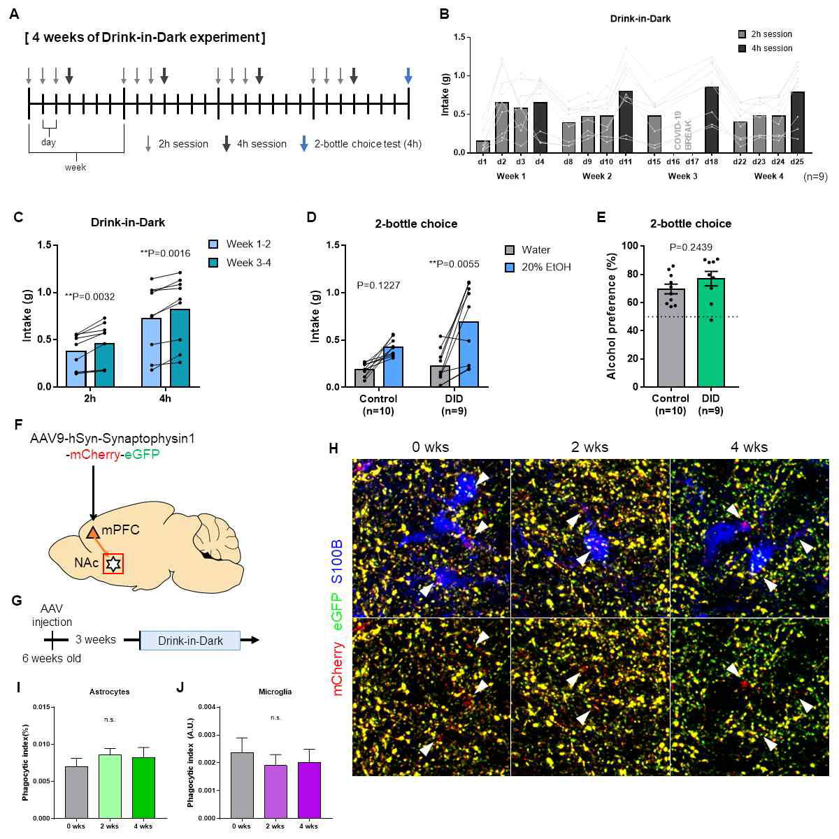 중독 과정에서 신경 교세포의 포식작용이 갖는 역할 탐구. A. 알코올 중독을 위한 4주간의 Drink-in-Dark (DID) 실험 계획. B. 4주간의 DID 실험 과정에서 마우스의 알코올 섭취량. C. 1-2주 차에 섭취한 알코올양에 비해 3-4주 차에 섭취한 알코올 양이 유의미하게 증가하였음. D-E. 알코올 섭취의 증가가 알코올 선호의 증가에서 기인하지는 않았음. F-G. 중독 과정에서 신경 교세포의 포식작용을 측정하기 위한 실험 계획. H-J. 4주간의 DID 실험 과정에서 성상세포와 미세아교세포의 포식작용의 변화가 없음