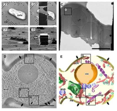 Yeast Cryo-ET imaging