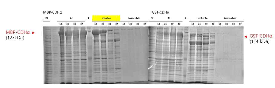 MBP/GST tag fusion에 의한 CDHa의 용해도 증가