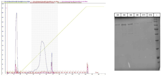 음이온 교환 크로마토그램과 주요 정제 분획의 SDS-PAGE 분석