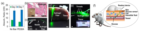 Glucose sensing in vivo. (a) Biocompatibility test. (b) Photographs of hydrogel inserted in subcutaneous tissue. (c) Needle system for creating injectable optical hydrogel fibers. (d) Insertion of hydrogel optical fibers in tissue. (e) Photographs of hydrogel fiber threads on a porcine tissue. (f) Principle of operation of wearable readout device testing in vivo