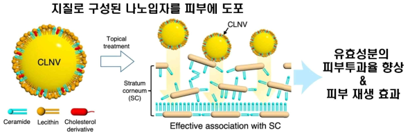 세라마이드, 레시틴, 콜레스테롤로 구성된 지질 입자의 피부투과율 향상 및 피부 재생 효과