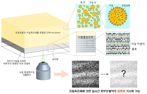 지질 촉진제에 의한 피부모델막의 상전이를 실시간으로 가시화할 수 있는 플랫폼 개략도