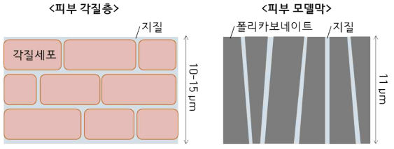 인체 피부 각질층과 모델막의 도식화