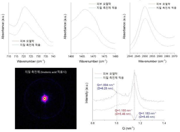 FT-IR(위)과 SAXS(아래)를 이용한 지질 촉진제(linolenic acid) 적용 시 피부 각질층 모델막 구조 변화 분석