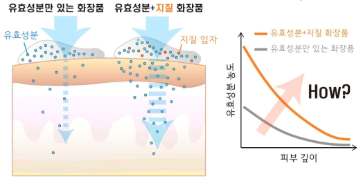 지질에 의한 유효성분의 피부투과도 향상 결과 보고 및 불분명한 메커니즘