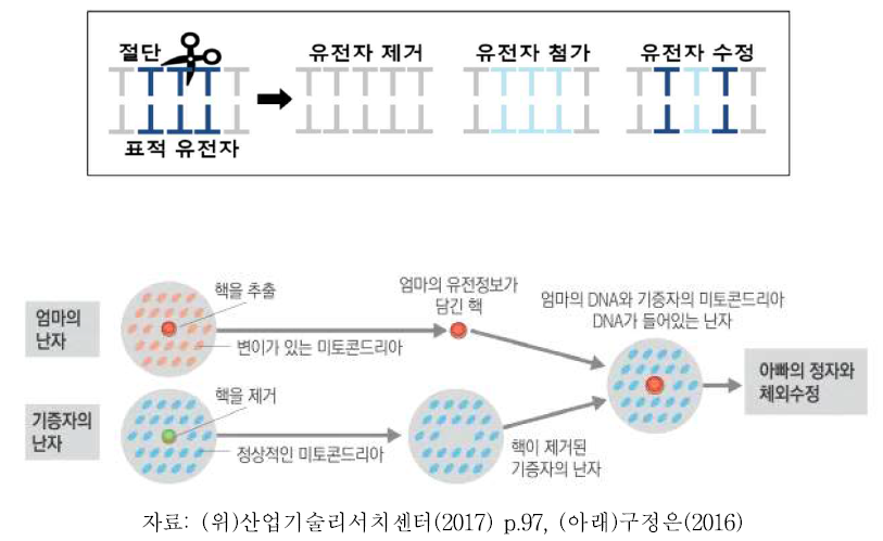 유전자가위 개념도와 세부모 아기 시술 과정