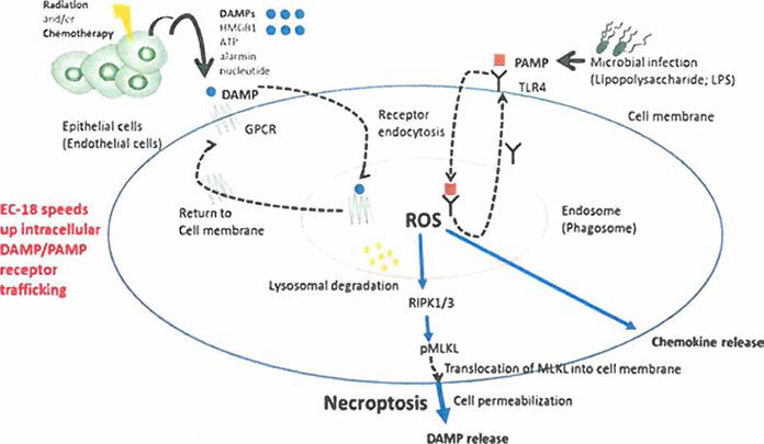 The proposed mechanism of action of EC-18