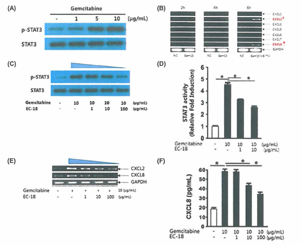 THP-1 세포에 1-100 ug/mL 젬시타빈을 처리하였을 때, STAT3와 인산화된 STAT3 (pSTAT3》의 수준 변화 (/낸 10 pg/mL 젬시타빈 처리 시 CXCL의 발현량 (유); 10 pg/mL 젬시타빈 단훅 또는 1-100 yg/mL EC-18을 함께 처리하였을 꽈 STAT3의 인산화 (P-STAT3》수준 변화; RAW264.7 세포에 10 u g/mL 잼시타빈 단독 또는 1-100 ug/mL EC-18을 함께 처리하였을 때，세포의 STAT3의 활성의 변화 (p); THP-1 세포에 10 ug/mL 젬시타빈 단독 또는 1-100 ug/mL 티>18을 함께 처리하였을 때，CXCL2와 CXCL8의 발현량의 변화《E); RAW264.7 세포에 10 ug/mL 젬시타빈 단독 또는 1-100 ug/mL EC-18를 함께 처리한 때 CXCL8의 발현량 변화 (F)