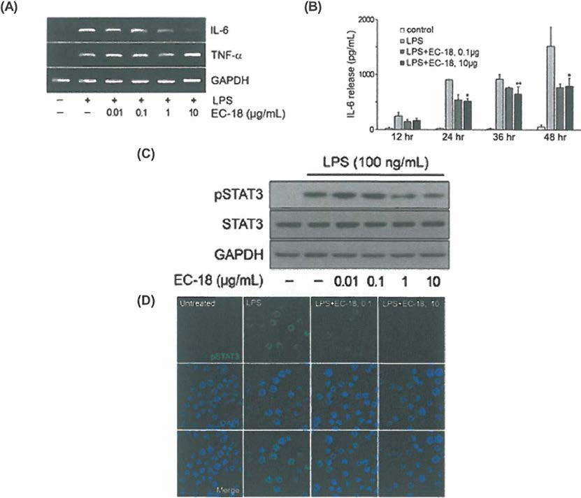 RAW264.7 세포에 l_PS 단독 또는 0.01-10 ug/mL EC-18을 함께 처리하였을 때，IL-6와 TNF-a의 수준 변화 (A); 12, 24, 36, 48시간에 IL-6의 레벨(B); STAT3 인산화 (pSTAT3)의 수준 (C); LPS 단독 또는 0.1과 10 ug/mL EC-18을 함꼐 처리했을 떄, 세포핵 DNA의 immunofluorescent staining photogram (D)