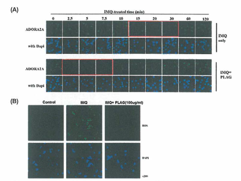THP-1 세포에 이미퀴모드 단독 또는 이미퀴모드와 100 ug/mL EC-18을 하였을 때，120분까지 ADORA入2A immunofiuorescent staining photograms (A); 30 분에 세포내 ROS의 immunofiuorescent staining photograms (B》