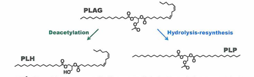 The proposed lipase-mediated degradation-associated metabolite formation of EC-18